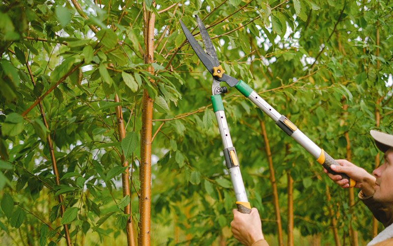 Tree trimming in Grand Marsh, WI