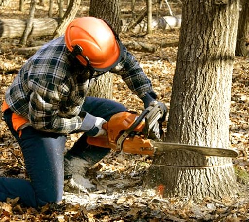 Tree Removal in Grand Marsh, WI